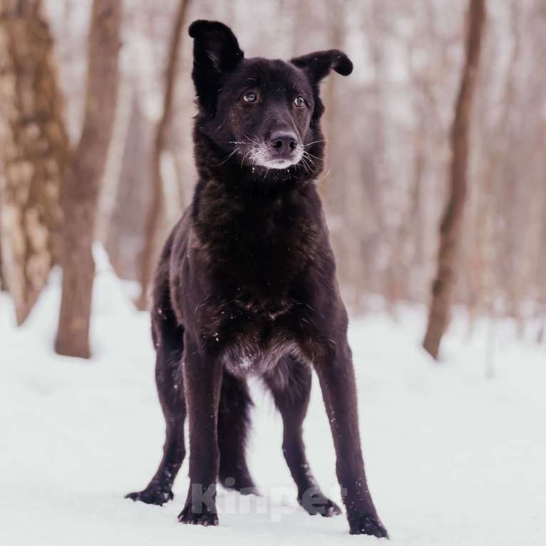 Собаки в Москве: Сафи Девочка, Бесплатно - фото 2