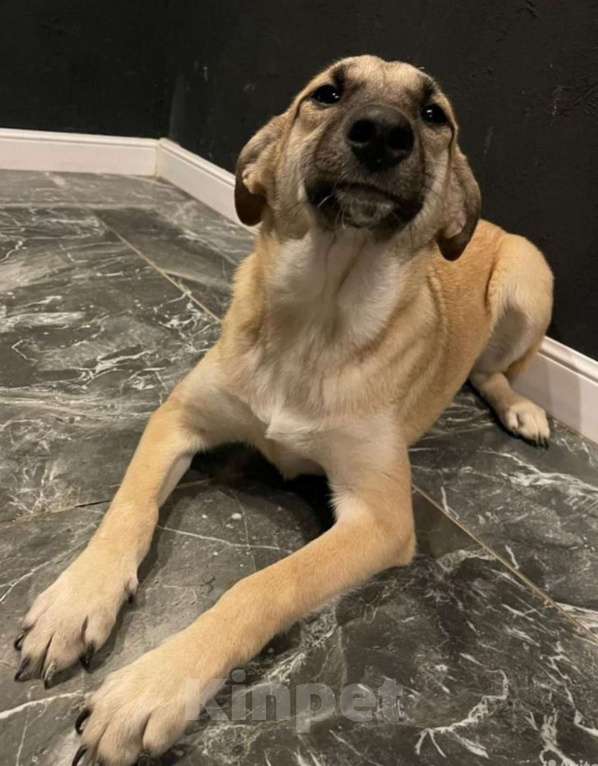 Собаки в других городах Владимирской области: Добрая Мира в добрые ручки Девочка, Бесплатно - фото 4