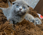 Кошки в Рязани: Шотландские котята Девочка, 3 500 руб. - фото 3