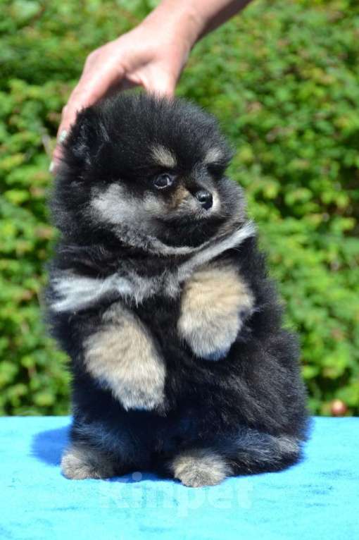 Собаки в Новороссийске: Красивые мальчишки померанского шпица Мальчик, 30 000 руб. - фото 3