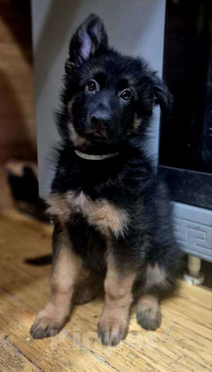 Собаки в других городах Московской области: Немецкая овчарка длинношёрстная Девочка, 55 000 руб. - фото 8