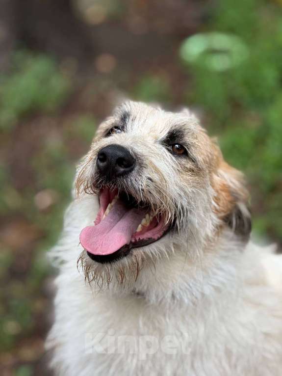 Собаки в Москве: Бородатое чудо Мишка Мальчик, Бесплатно - фото 2