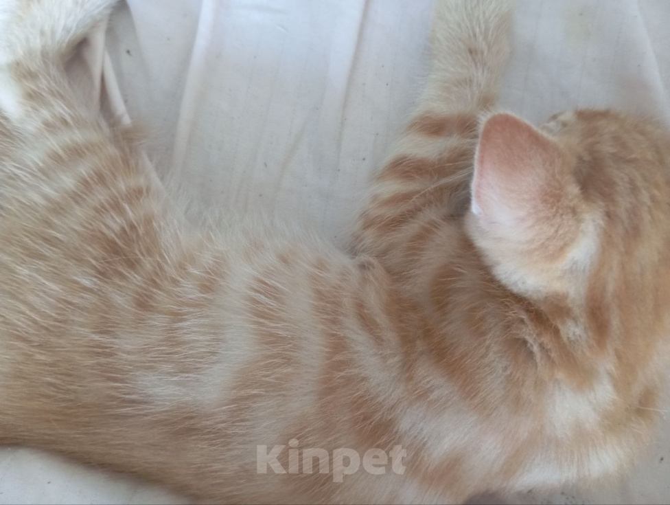 Кошки в Санкт-Петербурге: РЫЖИЙ МРАМОРНЫЙ КОТЕНОК Мальчик, Бесплатно - фото 3