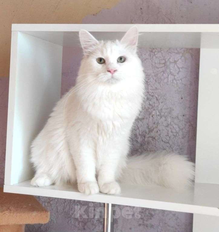 Кошки в Новосибирске: ♂️ Quinnie Мальчик, 50 000 руб. - фото 2