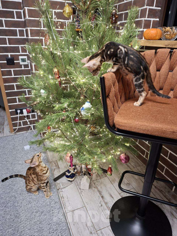 Кошки в Ростове-на-Дону: Бенгальские котята Девочка, 17 000 руб. - фото 10
