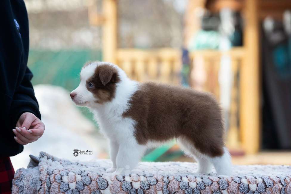 Собаки в Москве: Австралийская овчарка, аусси Мальчик, 70 000 руб. - фото 6