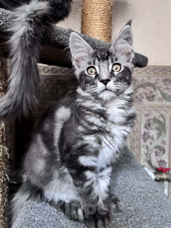 Кошки в Петергофе: Девочка красотка Девочка, 35 000 руб. - фото 6