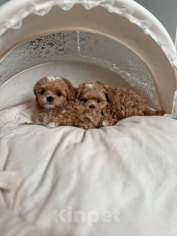 Собаки в Москве: Мальтипу микро размера Девочка, 75 000 руб. - фото 1