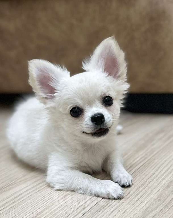 Собаки в Кирове: Щенок чихуахуа Мальчик, Бесплатно - фото 2