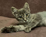 Кошки в Москве: Красавица Адель - котенок, 2,5 месяца Девочка, Бесплатно - фото 4