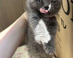 Кошки в Армавире: Мальчик котенок ищет дом Мальчик, Бесплатно - фото 2