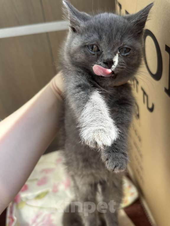 Кошки в Армавире: Мальчик котенок ищет дом Мальчик, Бесплатно - фото 2