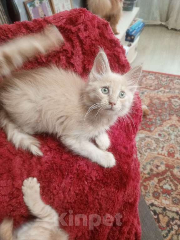 Кошки в Москве: пушистое счастье Мальчик, 20 000 руб. - фото 5