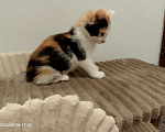 Кошки в Москве: Котенок в добрые руки Девочка, Бесплатно - фото 1