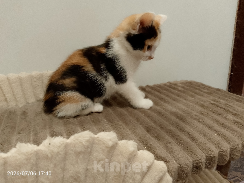 Кошки в Москве: Котенок в добрые руки Девочка, Бесплатно - фото 1