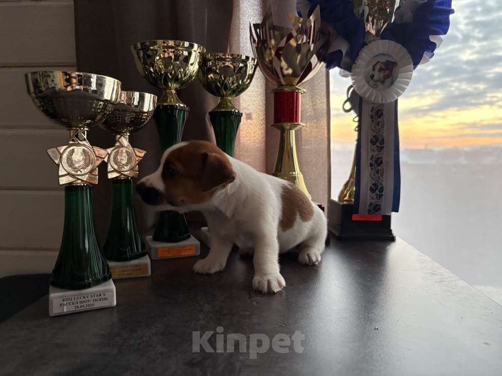 Собаки в других городах Московской области: Щенок Джек Рассел терьер Девочка, Бесплатно - фото 4