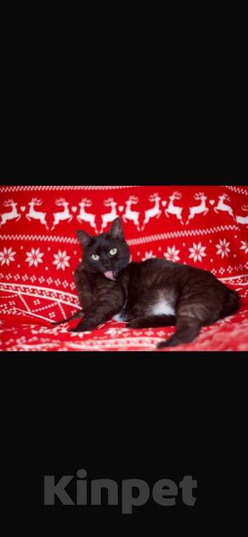 Кошки в Москве: В добрые руки Мальчик, 100 руб. - фото 1