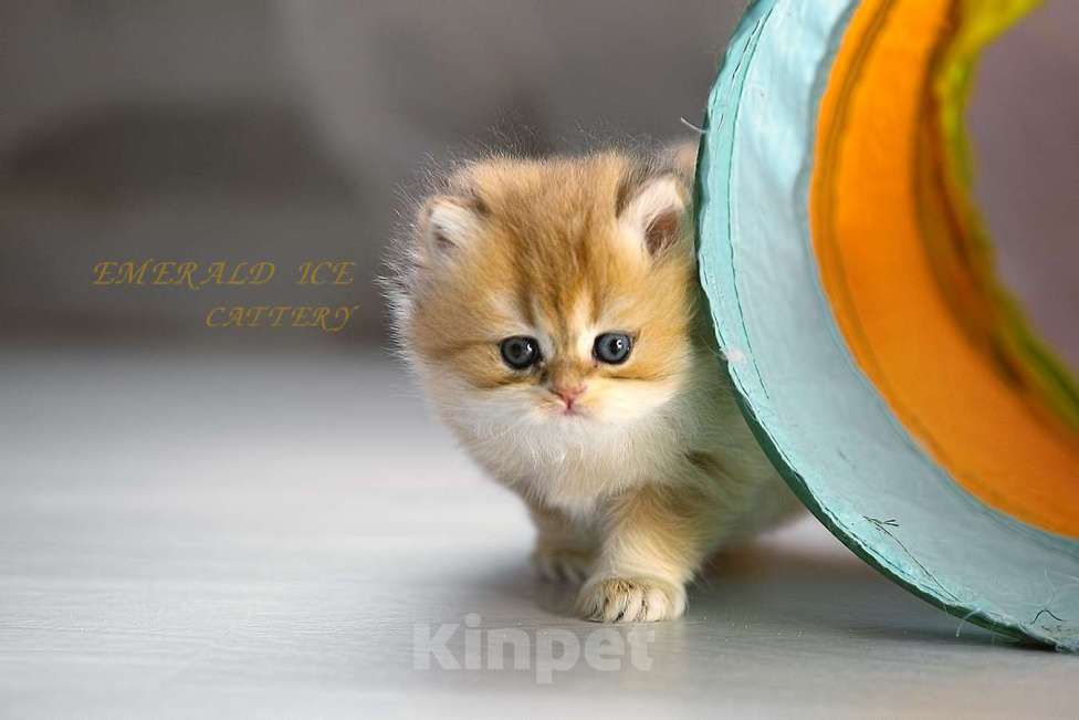 Кошки в Калуге: Британская золотая шиншилла Девочка, 50 000 руб. - фото 2