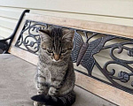Кошки в Москве: Молодая кошечка Тринити ищет дом. Девочка, Бесплатно - фото 6