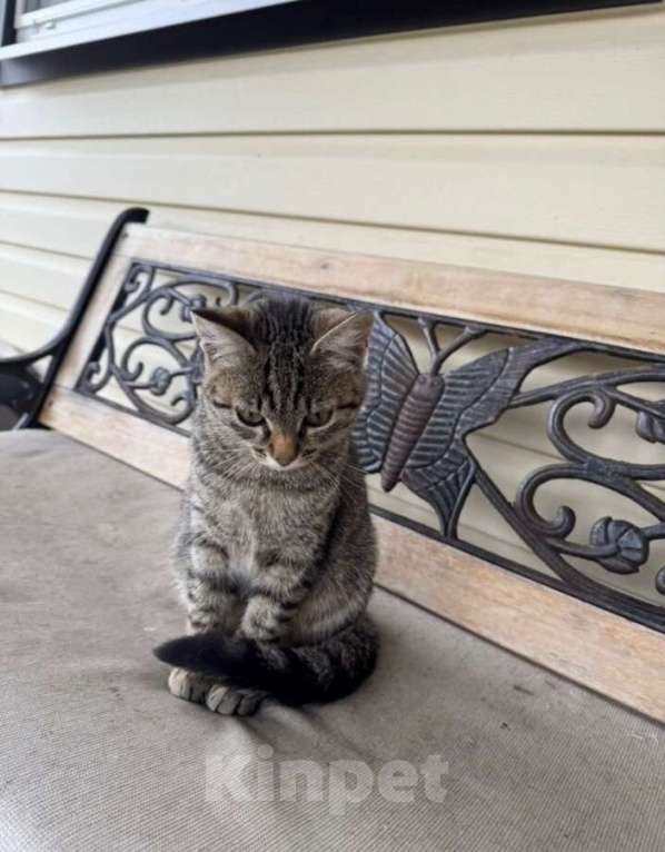 Кошки в Москве: Молодая кошечка Тринити ищет дом. Девочка, Бесплатно - фото 6