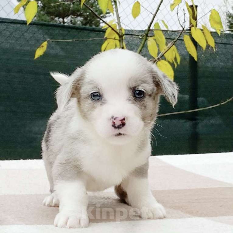 Собаки в Москве: Щенки вельш-корги кардиган Девочка, 40 000 руб. - фото 3