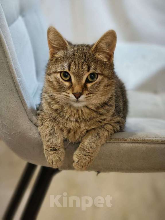 Кошки в Москве: Котенок я Нико 5 месяцев очень ждет своих родителей  Мальчик, Бесплатно - фото 2