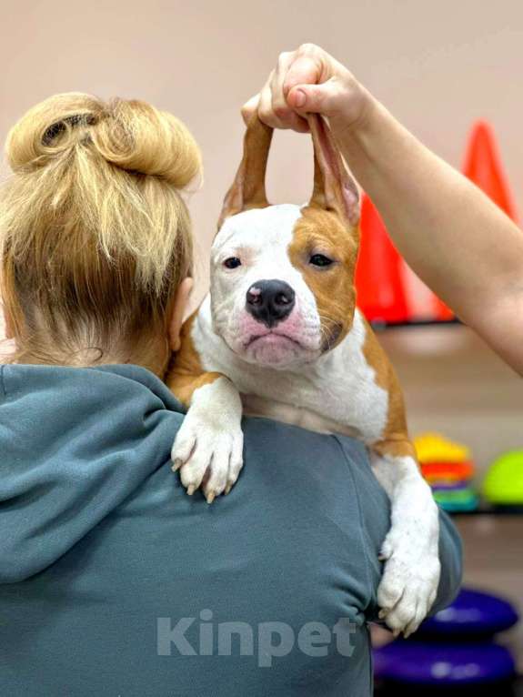 Собаки в Москве: Красивый мальчик амстаффа  Мальчик, 50 000 руб. - фото 3