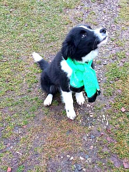 Красивый мальчик бордер-колли 