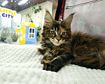 Кошки в Артемовском: Мейн-кун девочка Девочка, 40 000 руб. - фото 1