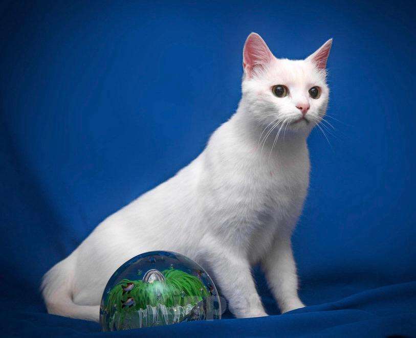 Кошки в Москве: Белая кошечка Одри в добрые руки  Девочка, Бесплатно - фото 3