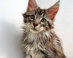 Кошки в Ачинске: Котята Мейн-Кун Девочка, 50 000 руб. - фото 2