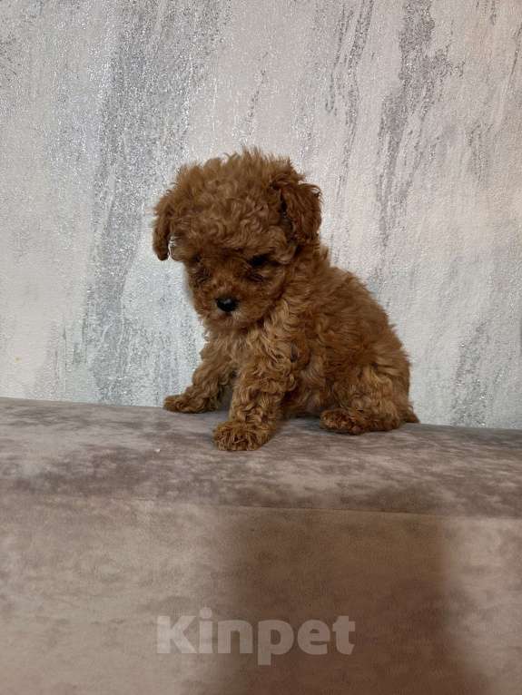 Собаки в Москве: Мальтипу девочка Девочка, 120 000 руб. - фото 3