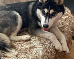 Собаки в Одинцово: Найдена собака Девочка, Бесплатно - фото 1