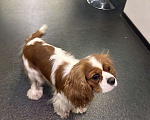 Собаки в Томске: ИЩЕТСЯ НЕВЕСТА для замечательного кавалера!  вязка кавалер кинг чарльз спаниэль Мальчик, Бесплатно - фото 2