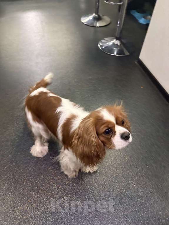 Собаки в Томске: ИЩЕТСЯ НЕВЕСТА для замечательного кавалера!  вязка кавалер кинг чарльз спаниэль Мальчик, Бесплатно - фото 2