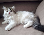Кошки в Ярославле: Шотландская длинношерстная девочка  Девочка, 35 000 руб. - фото 9