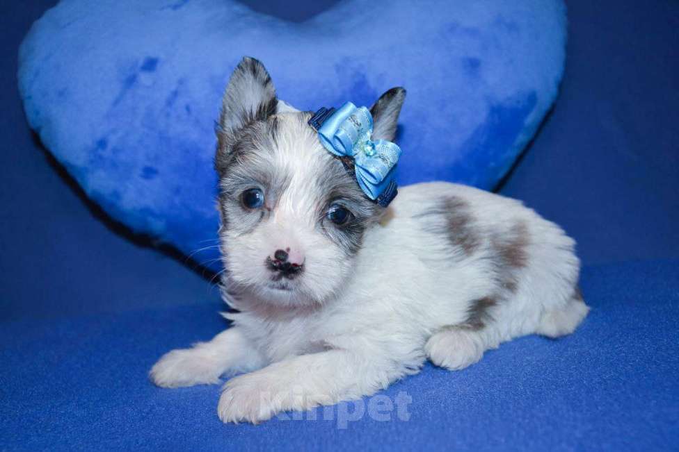 Собаки в Москве: Щенок-девочка цветного йорка окрас блюберри  Девочка, 60 000 руб. - фото 3