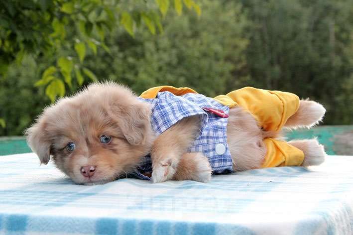 Собаки в Пушкино: Щенки мини аусси. Щенки миниатюрной американской овчарки. Щенки массы Мальчик, 100 000 руб. - фото 6