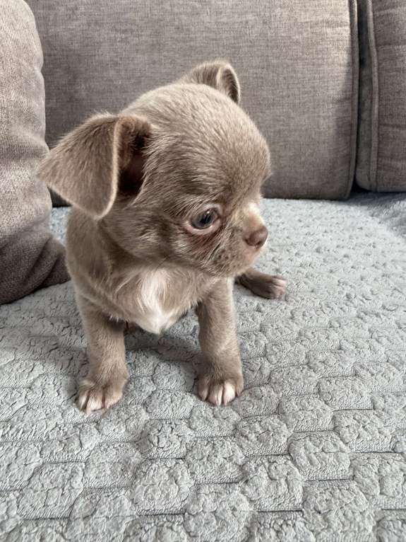 Собаки в Ижевске: Щенок чихуахуа Мальчик, 50 000 руб. - фото 8