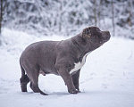 Собаки в других городах Московской области: Американский булли Мальчик, 130 000 руб. - фото 5