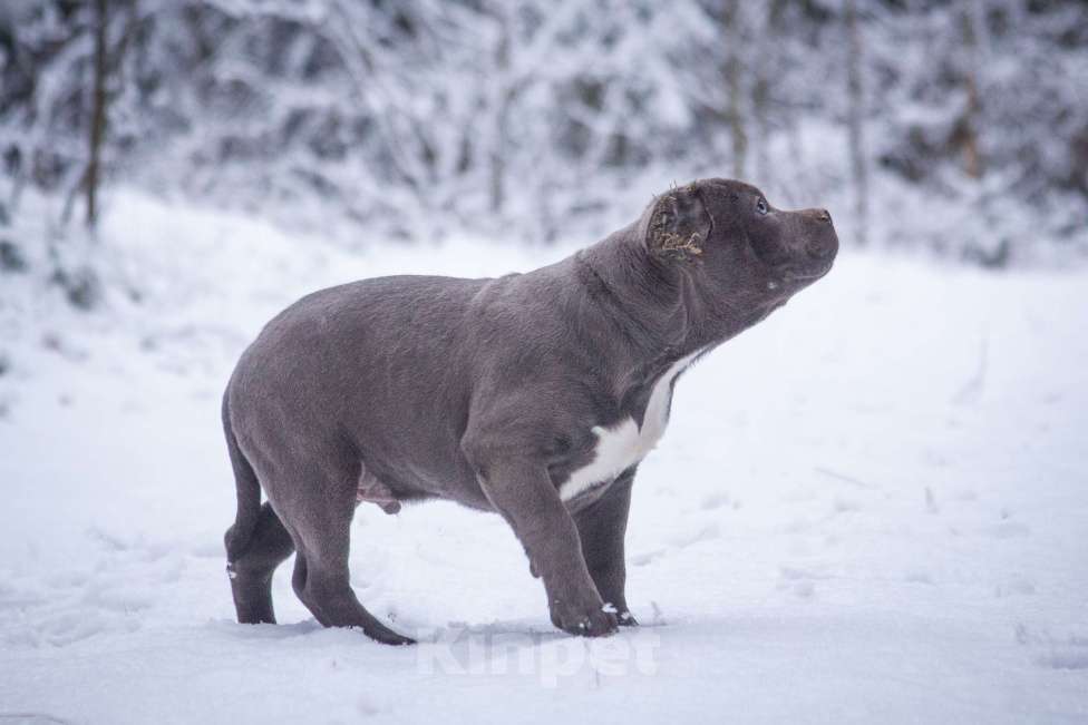 Собаки в других городах Московской области: Американский булли Мальчик, 130 000 руб. - фото 5