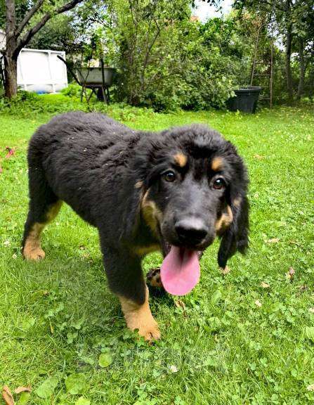 Собаки в Москве: Ховаварт щенки Мальчик, Бесплатно - фото 2