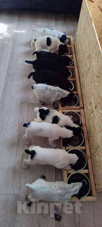 Собаки в Ельце: Продажа щенка русского охотничего спаниеля Девочка, 35 000 руб. - фото 3