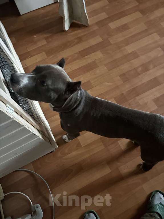 Собаки в других городах Московской области: Американский стаффордширский терьер Мальчик, Бесплатно - фото 1