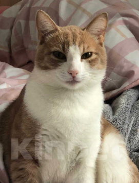 Кошки в Санкт-Петербурге: Кот в добрые руки Мальчик, Бесплатно - фото 9
