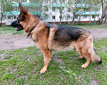 Собаки в Барнауле: Вязка, 1 руб. - фото 3