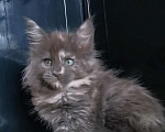 Кошки в Камызяке: Котенок Мейн кун, 25 000 руб. - фото 5