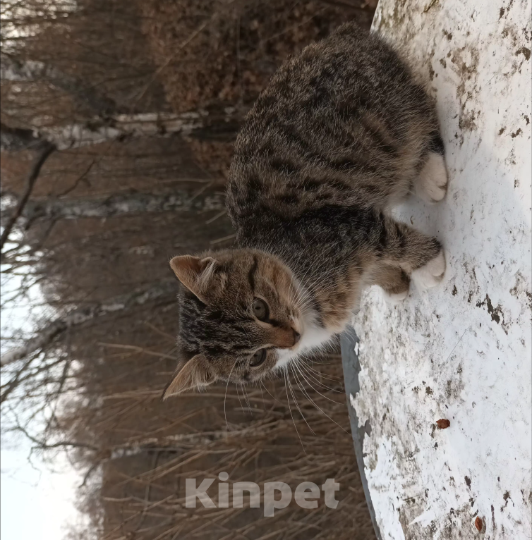 Кошки в Спасске-Рязанском:   Кисюля Мальчик, Бесплатно - фото 3