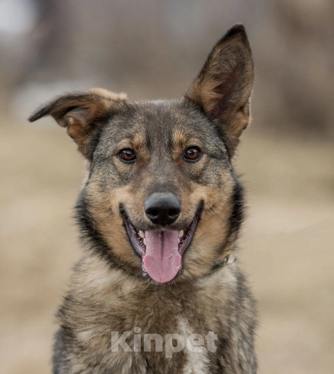 Собаки в Перми: Дикси ищет дом Девочка, 1 руб. - фото 1