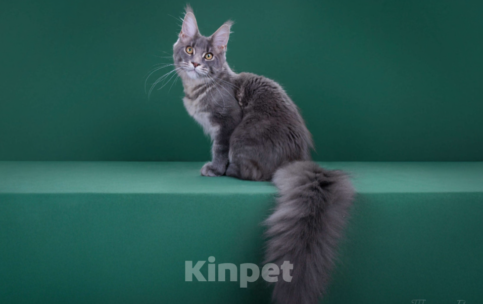 Кошки в Красногорске: Котенок мейн кун Мальчик, 45 000 руб. - фото 6